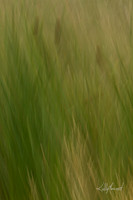 CatTailsFieldGrassesBlur-3967