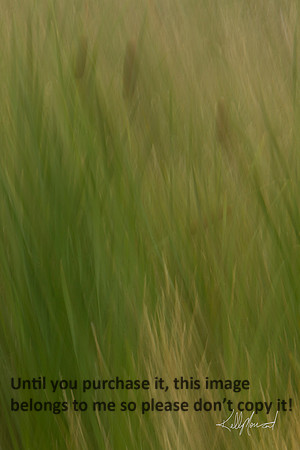 CatTailsFieldGrassesBlur-3967