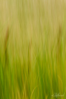 CatTailsFieldGrassesBlur-3963