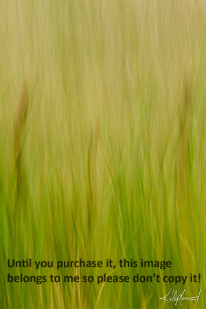 CatTailsFieldGrassesBlur-3963