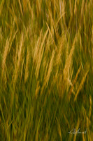 FieldGrassesBlur-4000