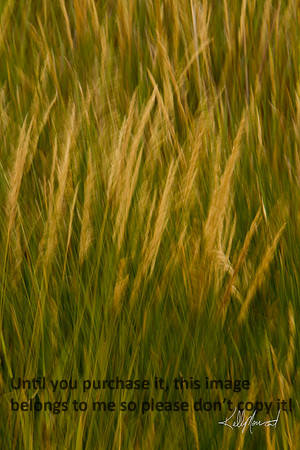 FieldGrassesBlur-4000