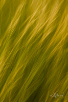 FieldGrassesBlur-3997
