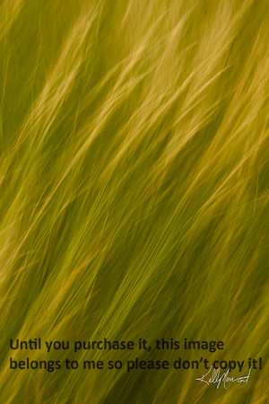 FieldGrassesBlur-3997