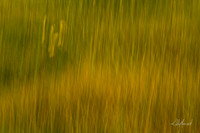 FieldGrassesBlur-4041