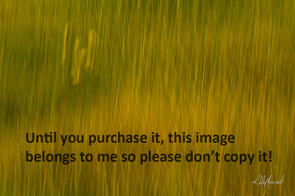 FieldGrassesBlur-4041