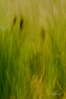 CatTailsFieldGrassesBlur-3962