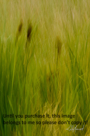 CatTailsFieldGrassesBlur-3962
