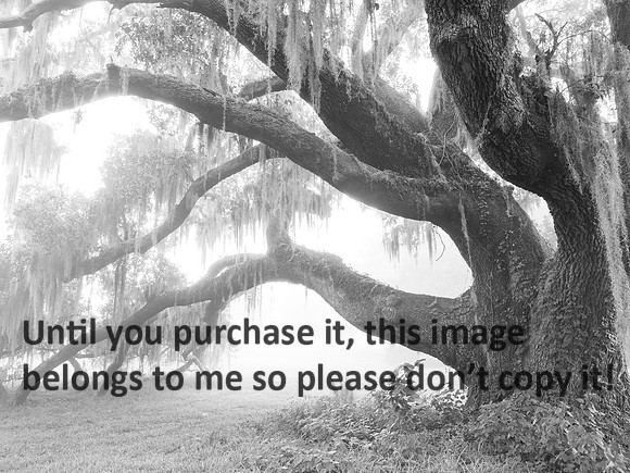 LiveOakMossFogB&WJeffersonIsland-9498
