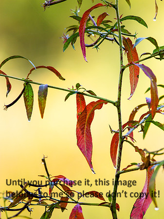 FallColors-LakeMartin-2033