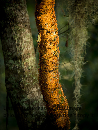 FungusTree-FallColors-LakeMartin-2084