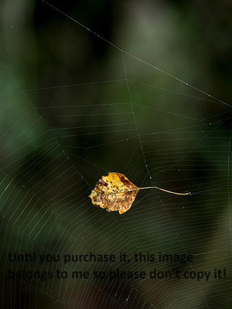 LeafSpiderWeb-FallColors-LakeMartin-2090