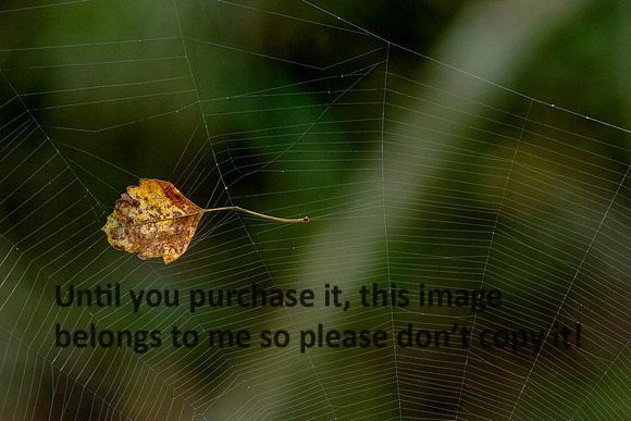 LeafSpiderWeb-FallColors-LakeMartin-2096