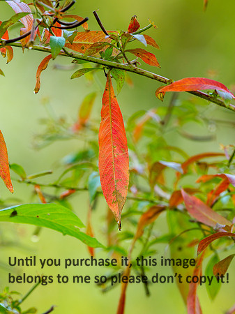 Leaves-FallColors-LakeMartin-2039
