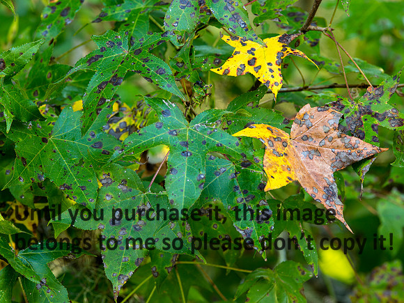 Leaves-FallColors-LakeMartin-2103
