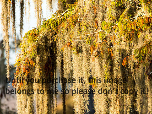 MossCypressTree-FallColors-LakeMartin-2043