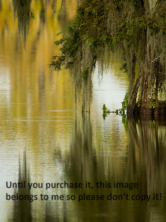 CypressTree_SpanishMoss&Reflections_LakeMartin_Swamp_Nature-9906