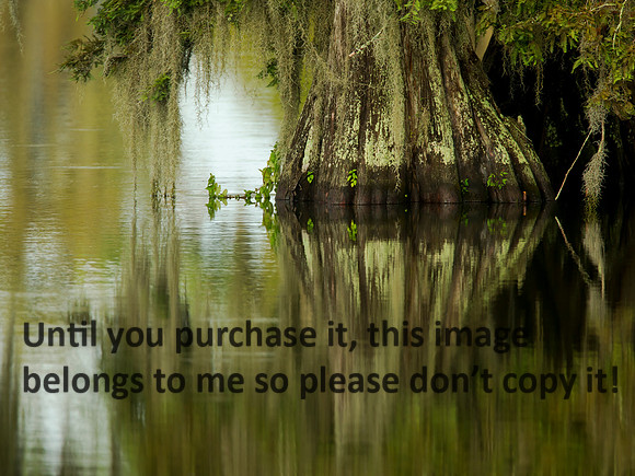 CypressTree_SpanishMoss&Reflections_LakeMartin_Swamp_Nature-9910