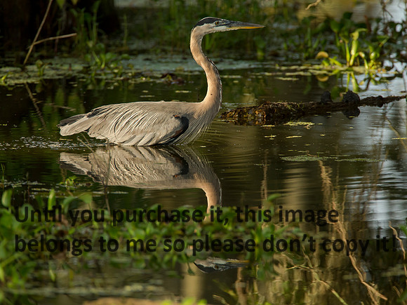GreatBlueHeron_LakeMartin_Swamp_Nature-0071