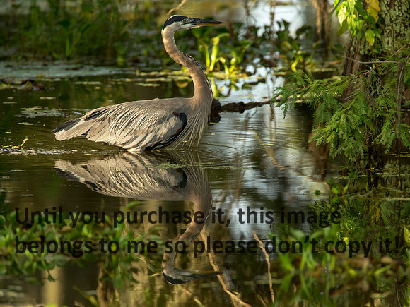 GreatBlueHeron_LakeMartin_Swamp_Nature-0074