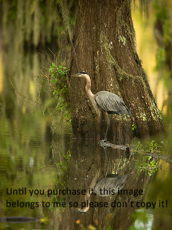 GreatBlueHeron_LakeMartin_Swamp_Nature-9875