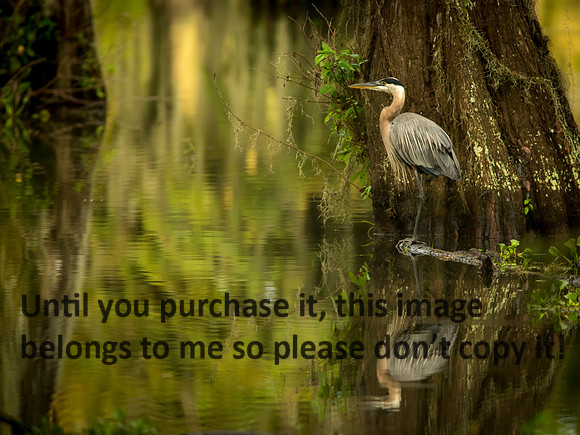GreatBlueHeron_LakeMartin_Swamp_Nature-9879