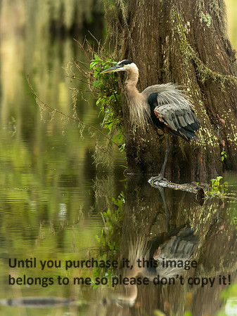 GreatBlueHeron_LakeMartin_Swamp_Nature-9895