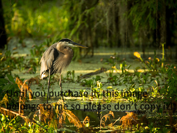 GreatBlueHeron_LakeMartin_Swamp_Nature-9933