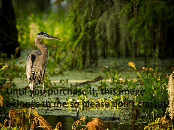 GreatBlueHeron_LakeMartin_Swamp_Nature-9943