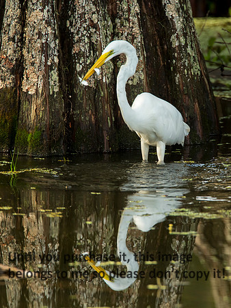 GreatEgret&2Fish_LakeMartin_Swamp_Nature-0235