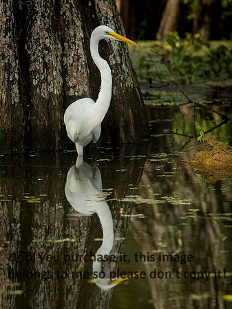 GreatEgret&2Fish_LakeMartin_Swamp_Nature-0247