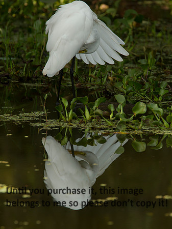 GreatEgret_LakeMartin_Swamp_Nature-0100