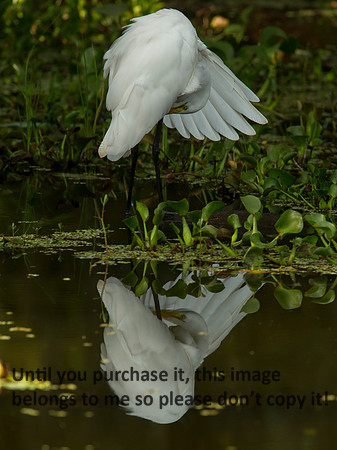 GreatEgret_LakeMartin_Swamp_Nature-0101