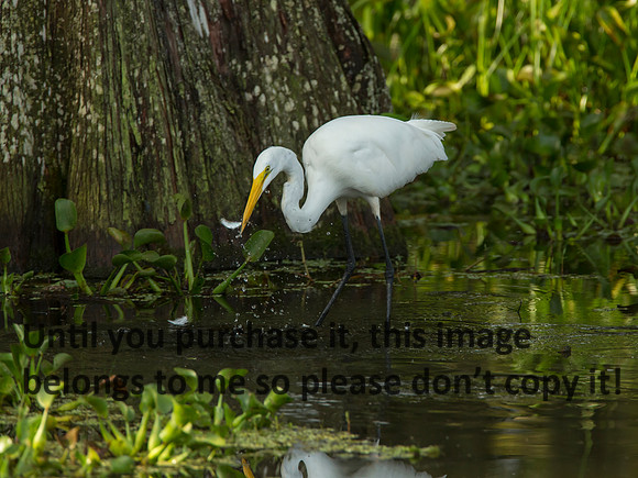 GreatEgret_LakeMartin_Swamp_Nature-0218