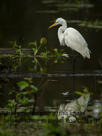GreatEgret-Feather_LakeMartin_Swamp_Nature-9841