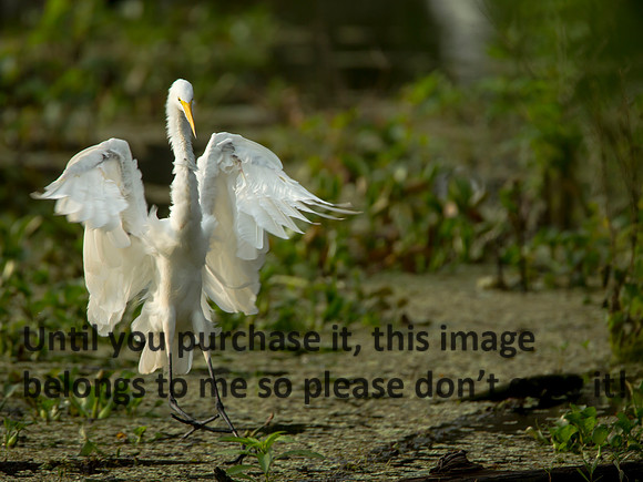 GreatEgret-Landing_LakeMartin_Swamp_Nature-9985