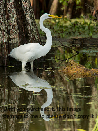 GreatEgret-Reflection_LakeMartin_Swamp_Nature-0248