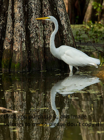 GreatEgret-Reflection_LakeMartin_Swamp_Nature-0249