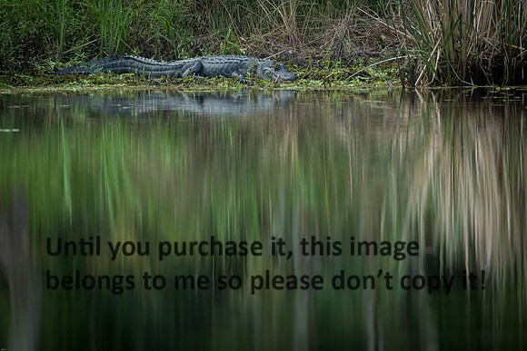 alligator_reflections_palmetto-state-park_2015_kelly-morvant-photography-0001