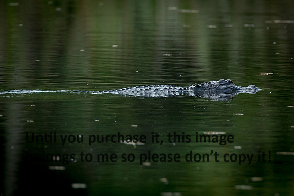 alligator_reflections_palmetto-state-park_2015_kelly-morvant-photography-0018