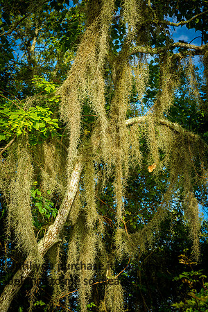 moss_palmetto-state-park_2015_kelly-morvant-photography-9866