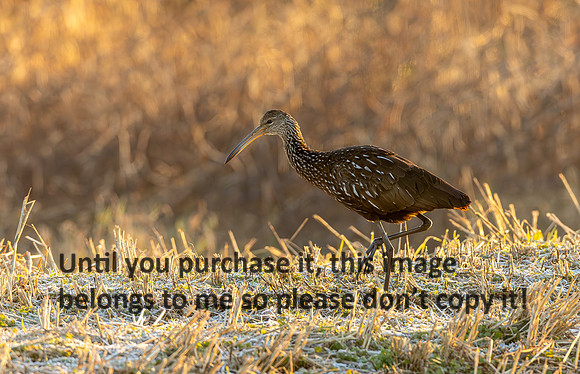 lacassine_12-31-25_limpkin_kellysheadshots.com_lg-0316