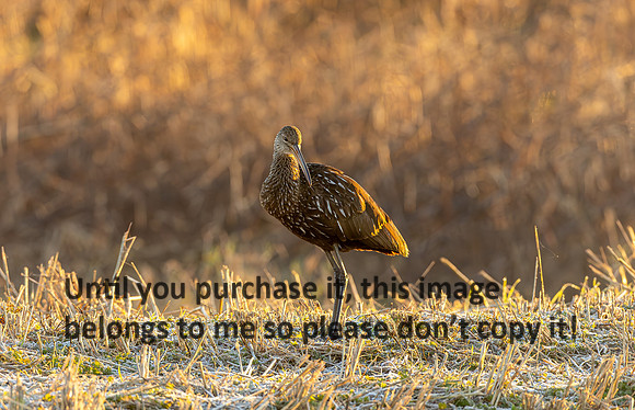 lacassine_12-31-25_limpkin_kellysheadshots.com_lg-0322