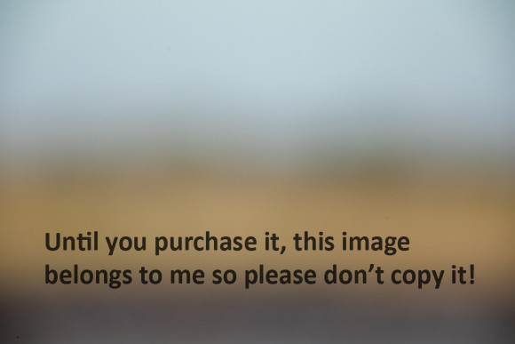 lacassine_blurred-background_12-31-25_kellysheadshots.com_lg-0108