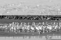 cameron-jettys-gulf_white-pelicans_11-03-18_kelly-morvant-photography-6746_bw