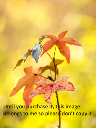 Leaves_LakeMartinLA-0059