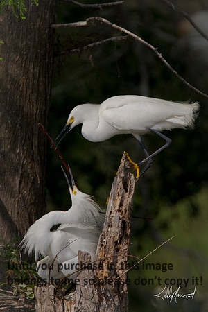 SnowyEgretsPairMakingNestDeadTree-JeffersonIslandFinal-9515