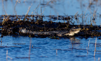 alligator_lacassine_la_kellysheadshots.com_02-06-26-22788