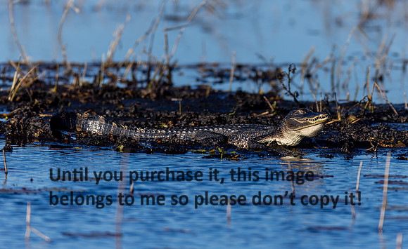 alligator_lacassine_la_kellysheadshots.com_02-06-26-22788