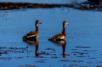 black-bellied-whistling-ducks_lacassine_la_kellysheadshots.com_02-06-26-22741